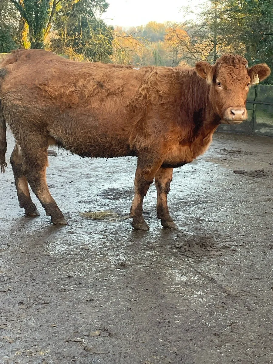 Super limousine Incalf heifer Incalf to pb lm - Image 4