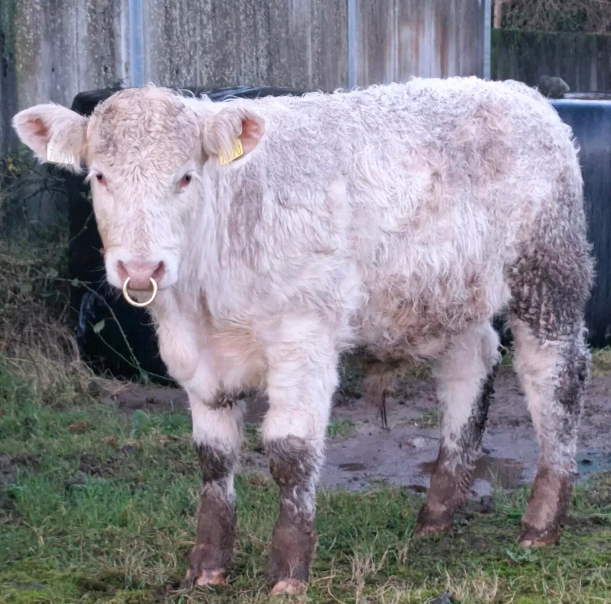 Pedigree Polled Charolais Bull - SCEP eligible - Image 2