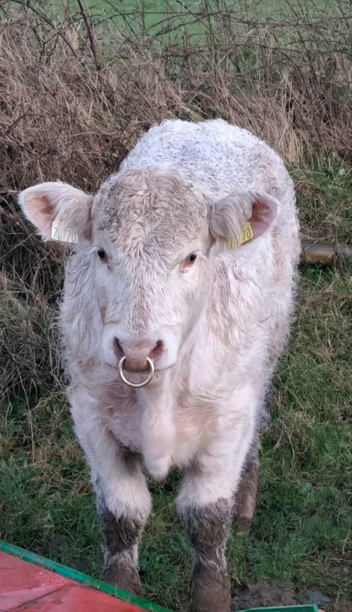 Pedigree Polled Charolais Bull - SCEP eligible - Image 3