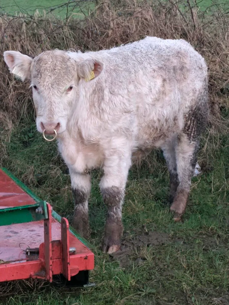 Pedigree Polled Charolais Bull - SCEP eligible - Image 4