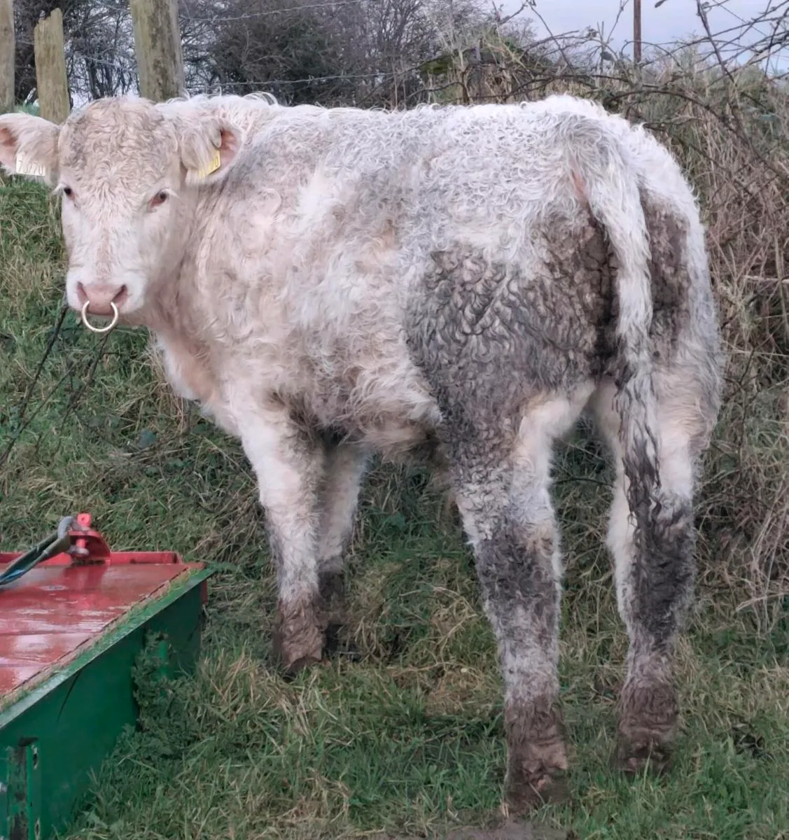 Pedigree Polled Charolais Bull - SCEP eligible - Image 1