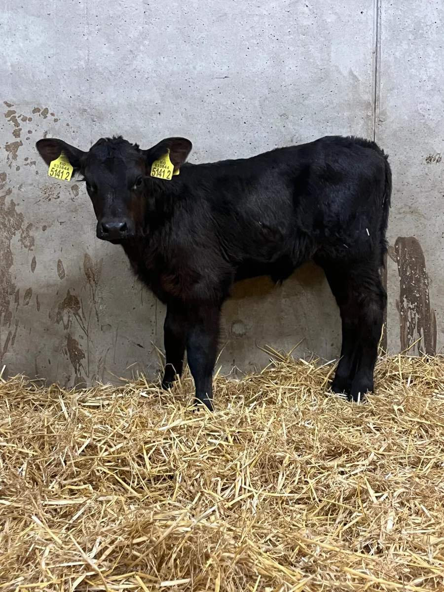 5 Heifer Calves - Image 3