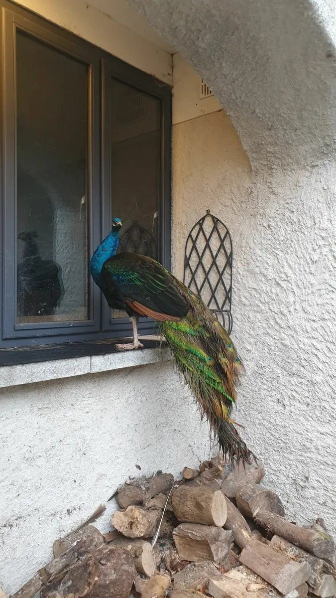 peacocks peafowl - Image 1