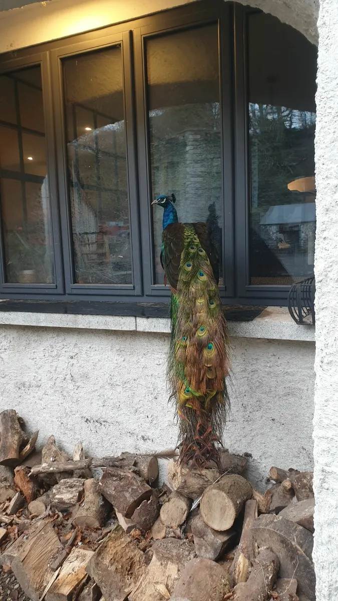 peacocks peafowl - Image 2