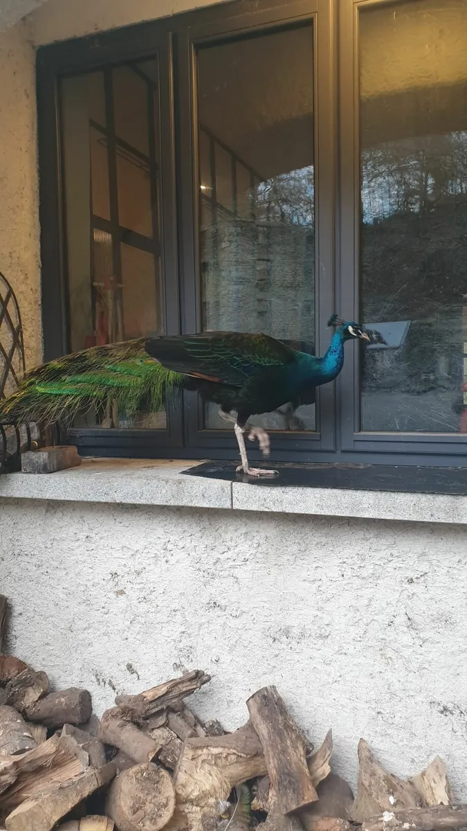peacocks peafowl - Image 3