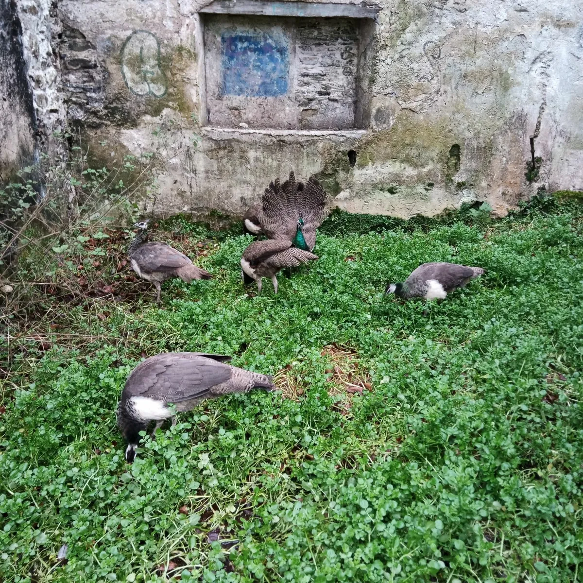 peacocks peafowl - Image 4