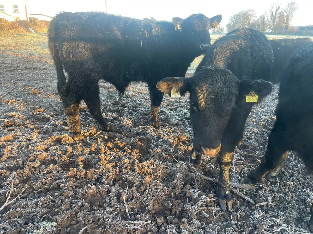 Four Angus Bullocks - Image 1