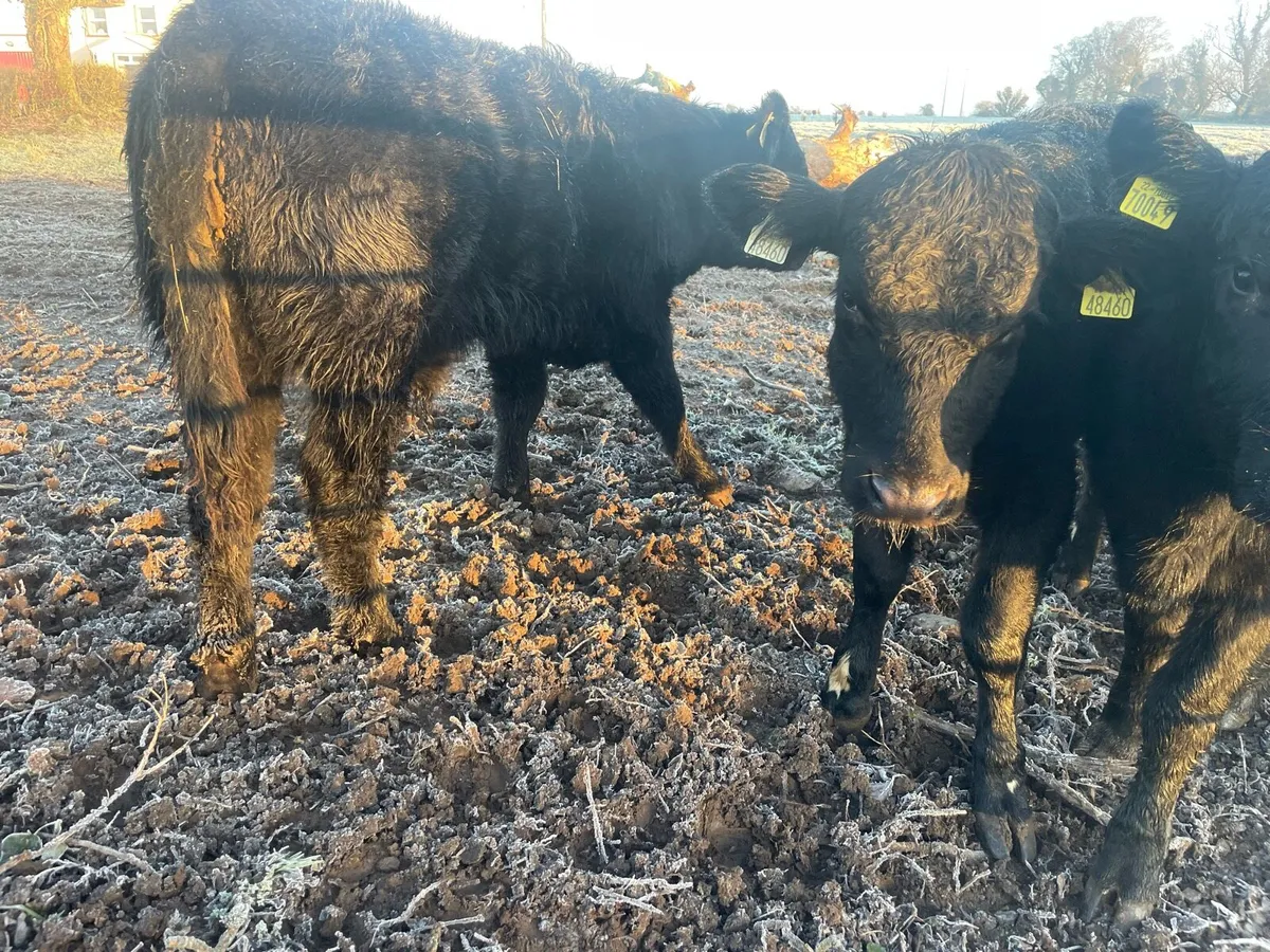 Four Angus Bullocks - Image 2