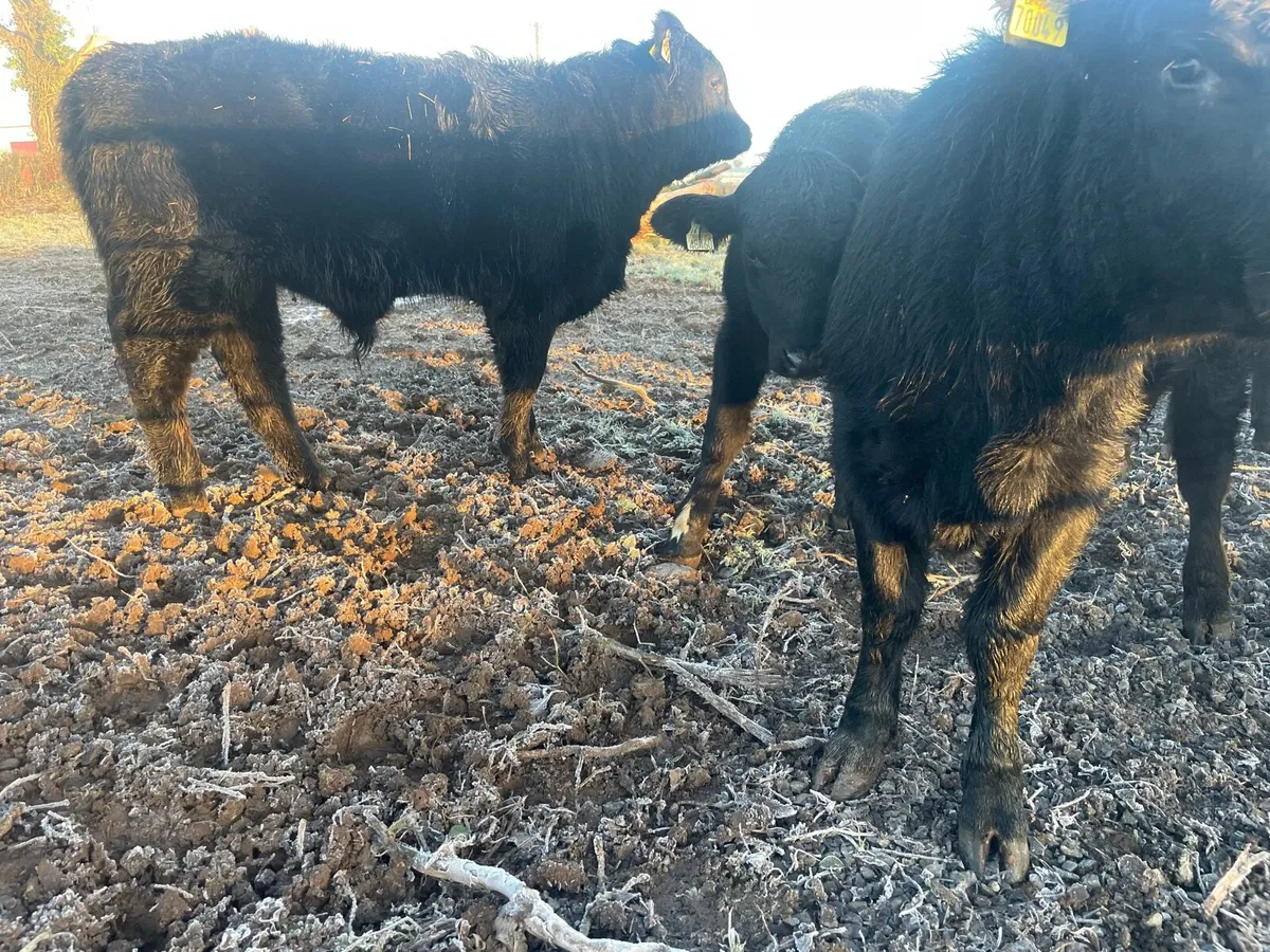 Four Angus Bullocks - Image 3