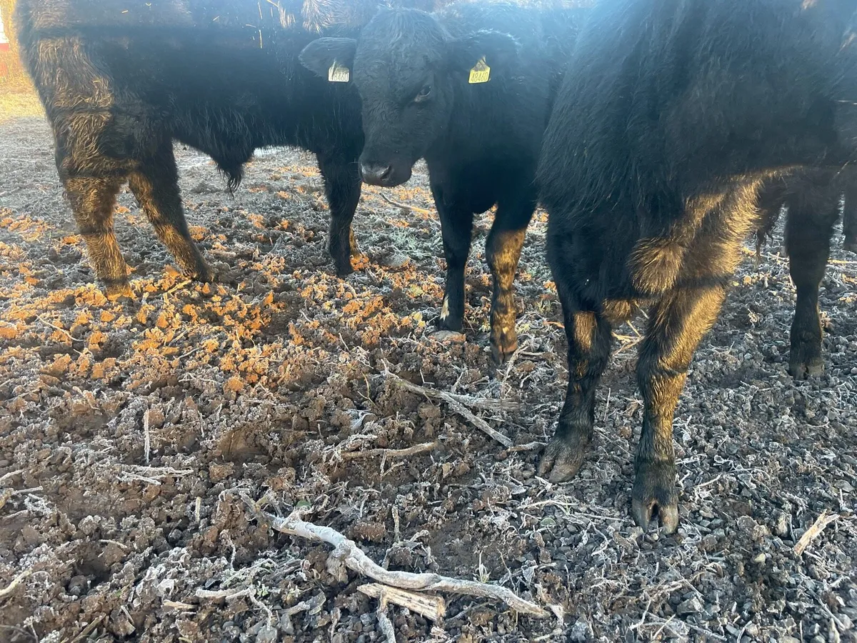 Four Angus Bullocks - Image 4