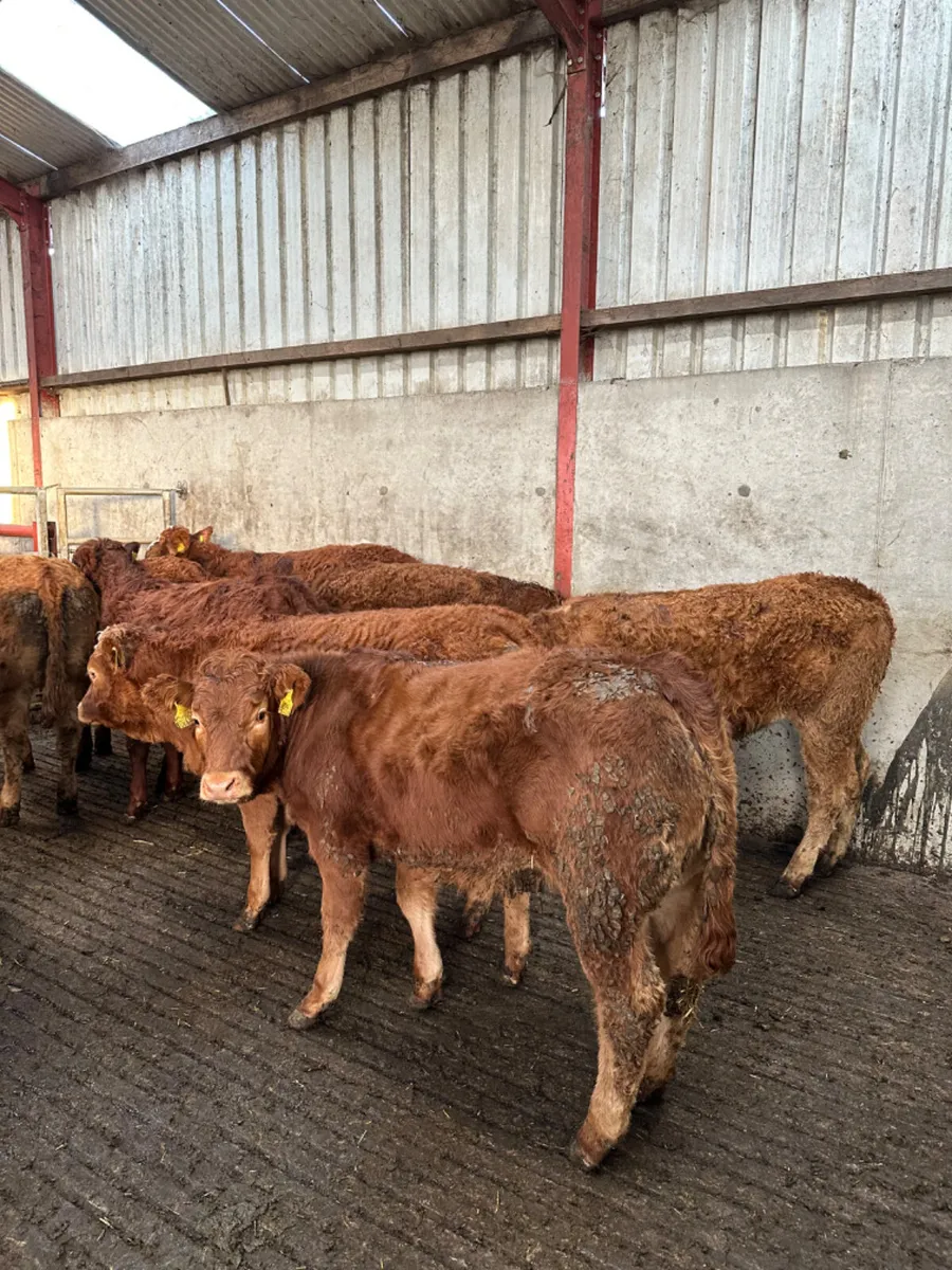 Lim heifers - Image 1
