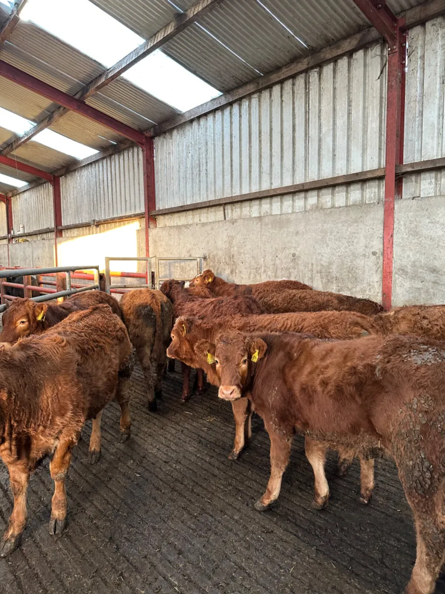 Lim heifers - Image 2