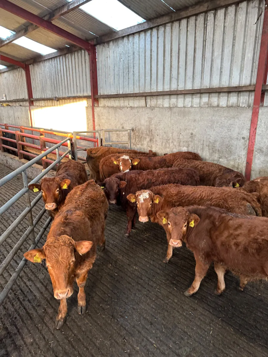 Lim heifers - Image 4