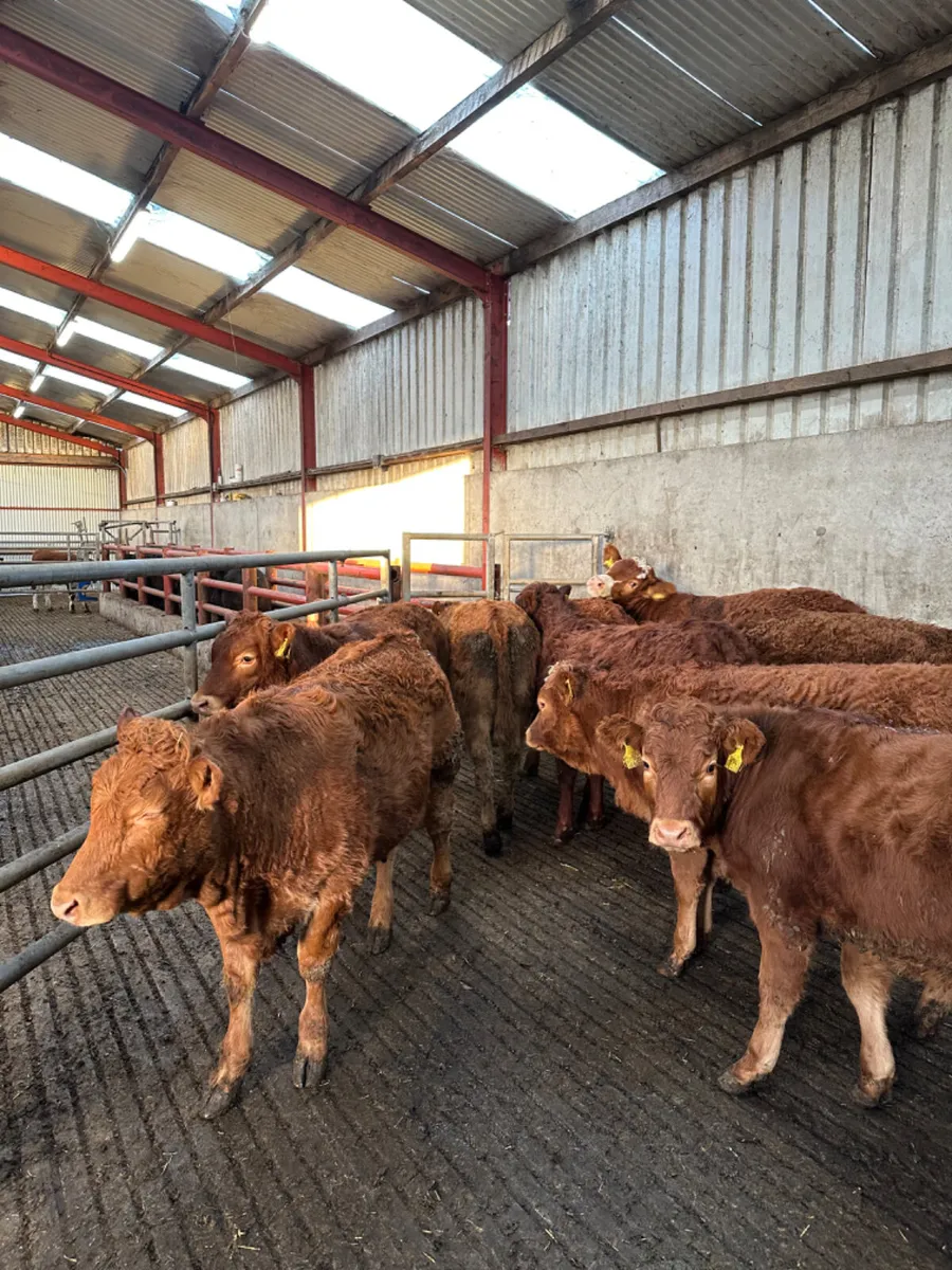 Lim heifers - Image 3