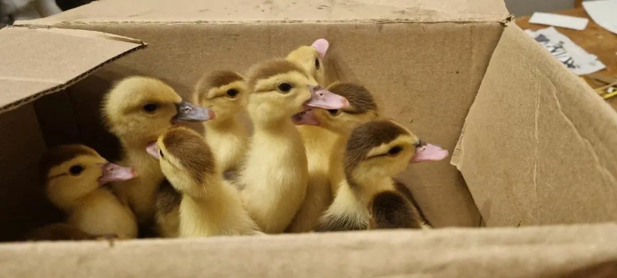Muscovy Ducks, Duckling / Drakes - Image 1