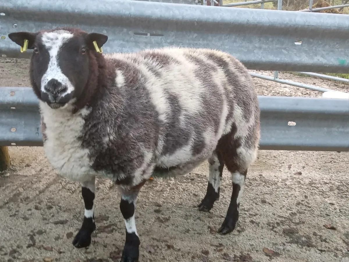 PBNR INLAMB 3YO DUTCH SPOTTED EWE - Image 1