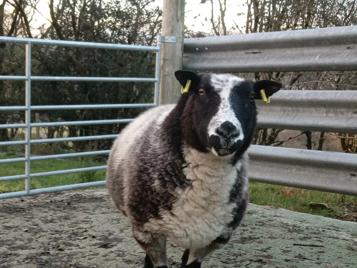 PBNR INLAMB 3YO DUTCH SPOTTED EWE - Image 2