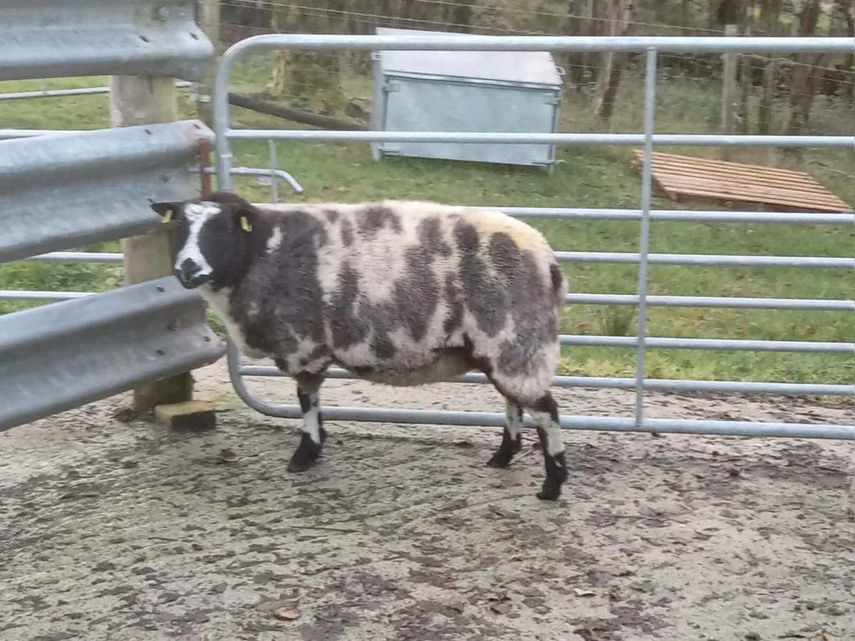 PBNR INLAMB 3YO DUTCH SPOTTED EWE - Image 3