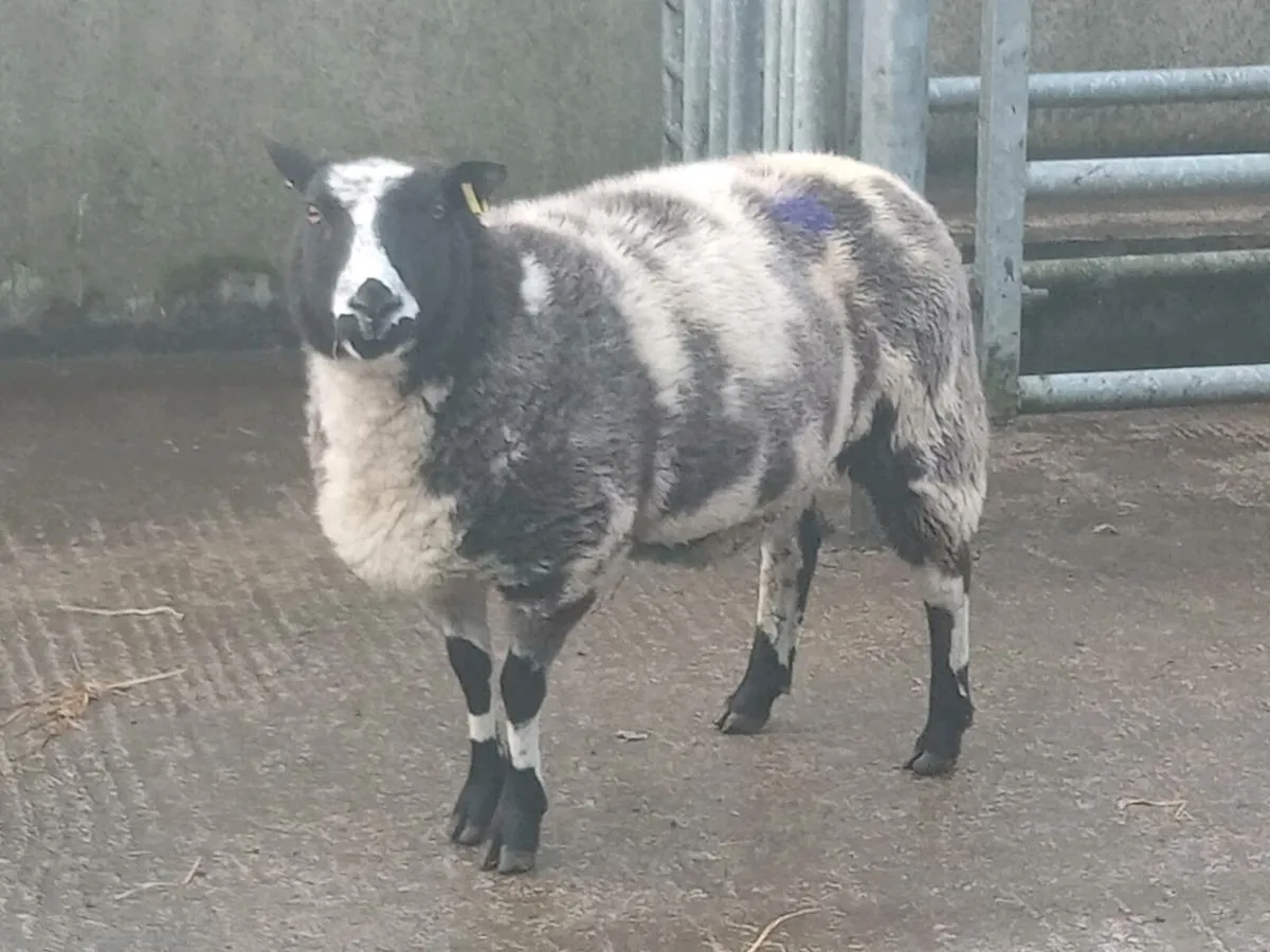 PBNR INLAMB 3YO DUTCH SPOTTED EWE - Image 4