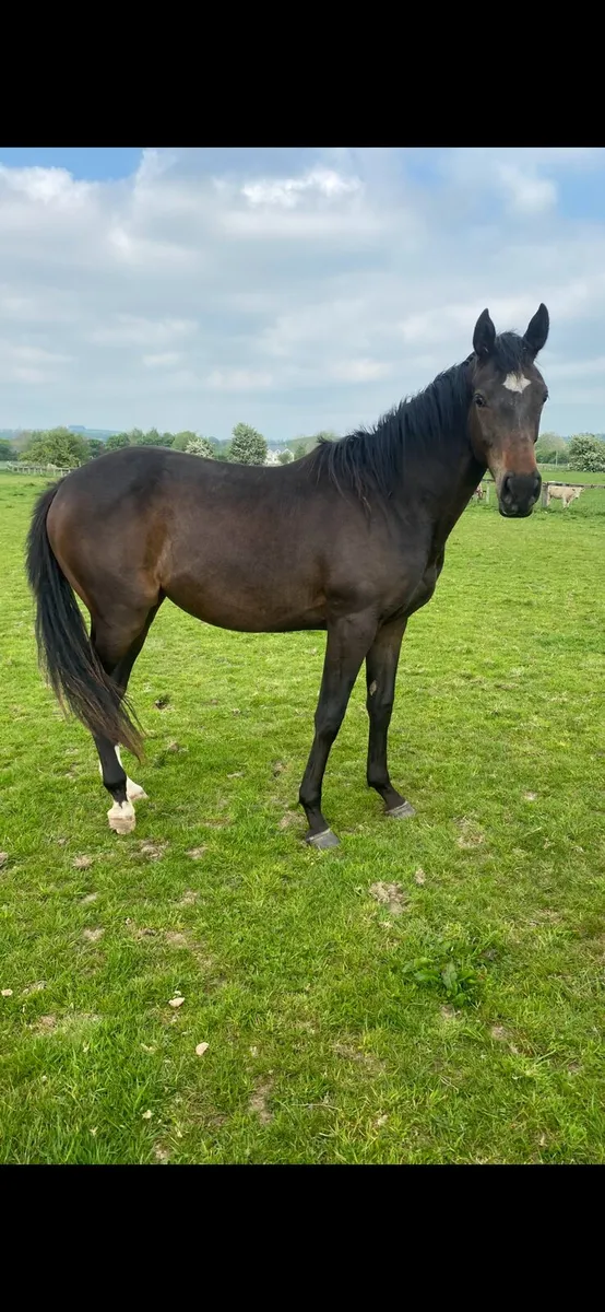 Cokoriko & Jet Away Fillies - Image 2