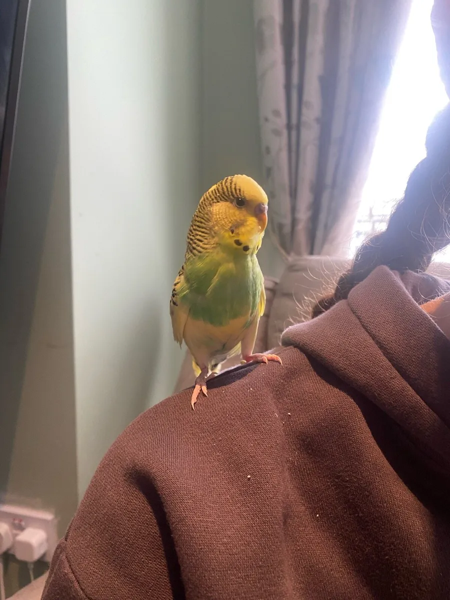 Budgie - Image 2