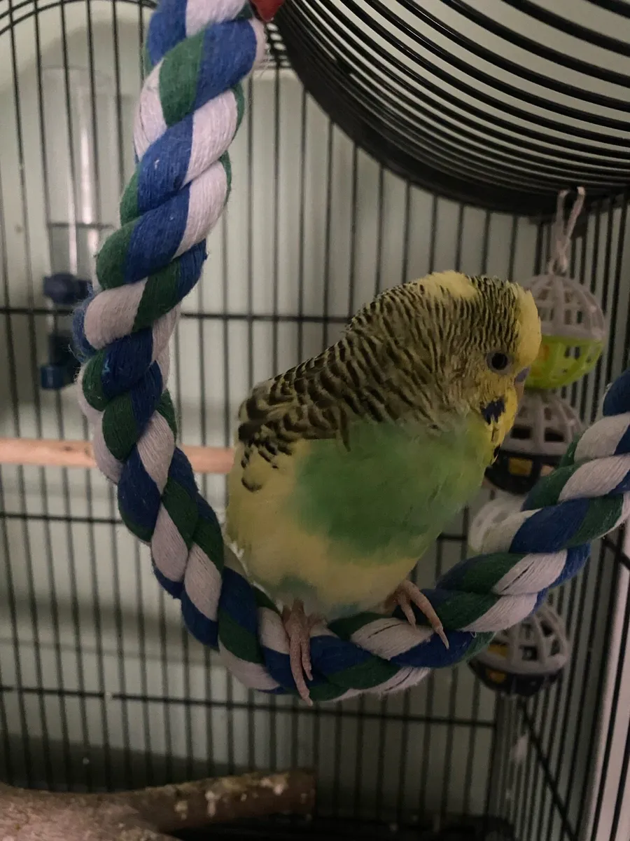 Budgie - Image 3