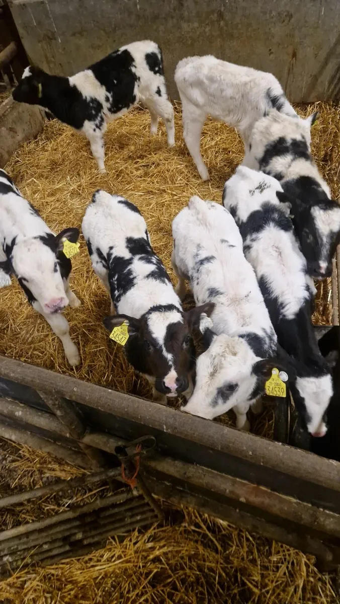 Calves for sale - Image 1