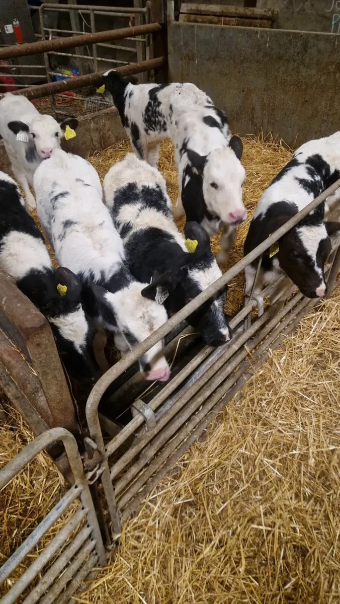 Calves for sale - Image 2