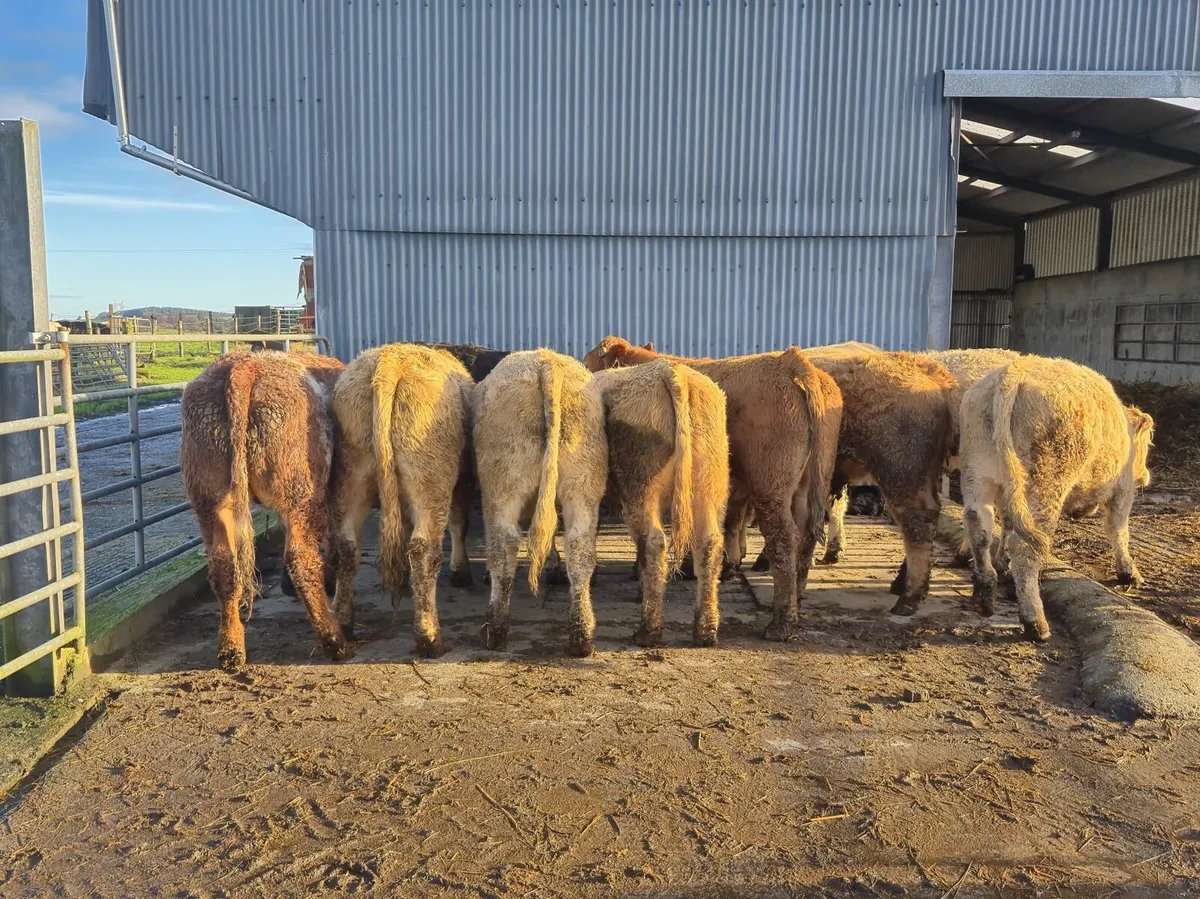 Bullocks - Image 3