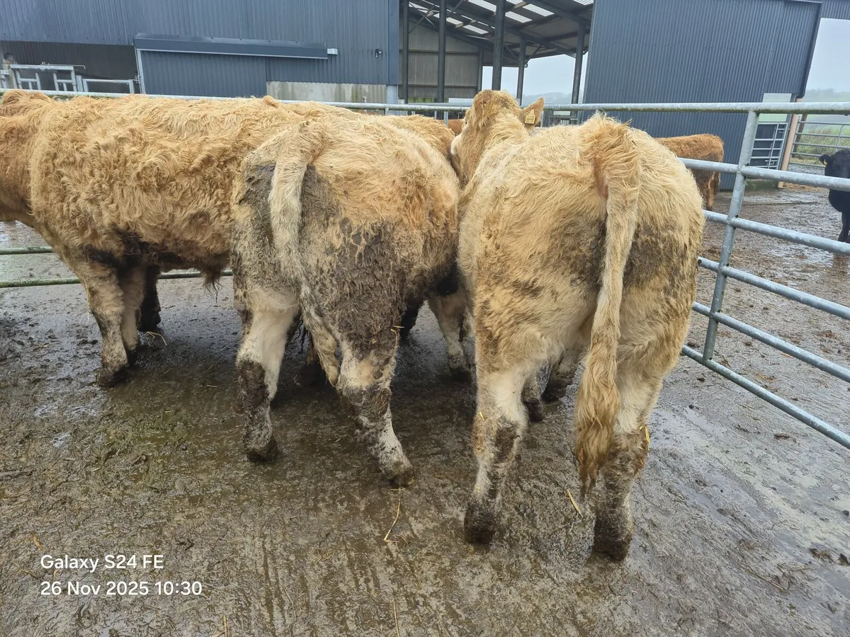 Bullocks - Image 1