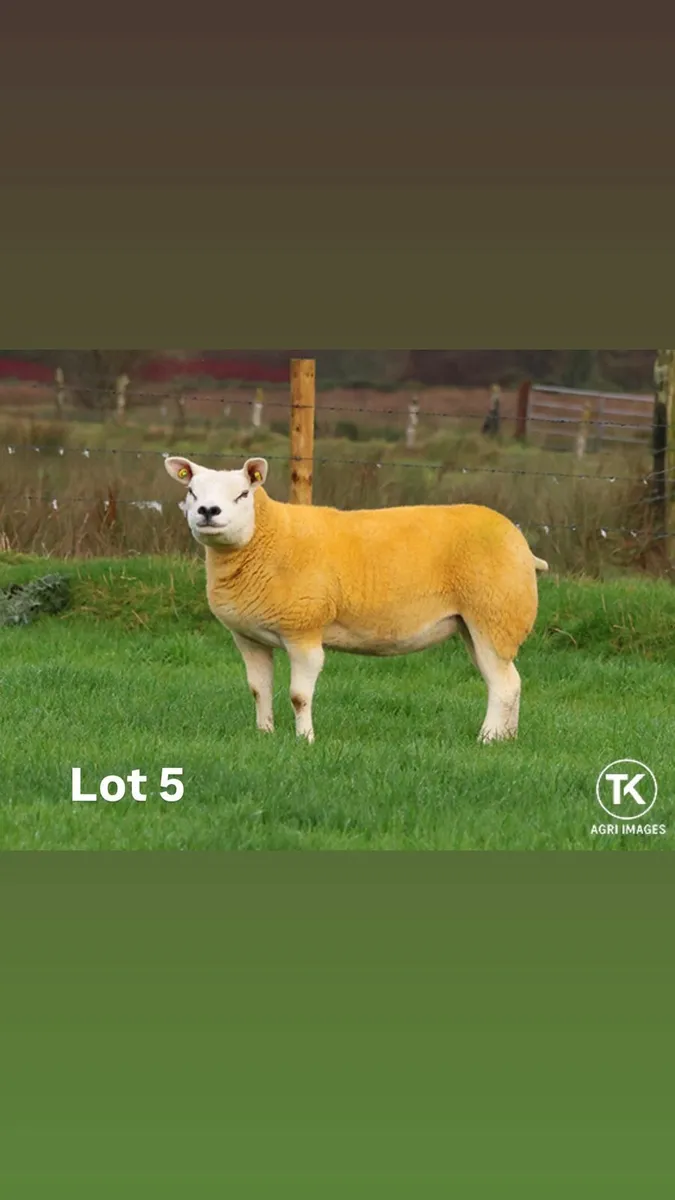 Pedigree Texel inlamb ewes - Image 2