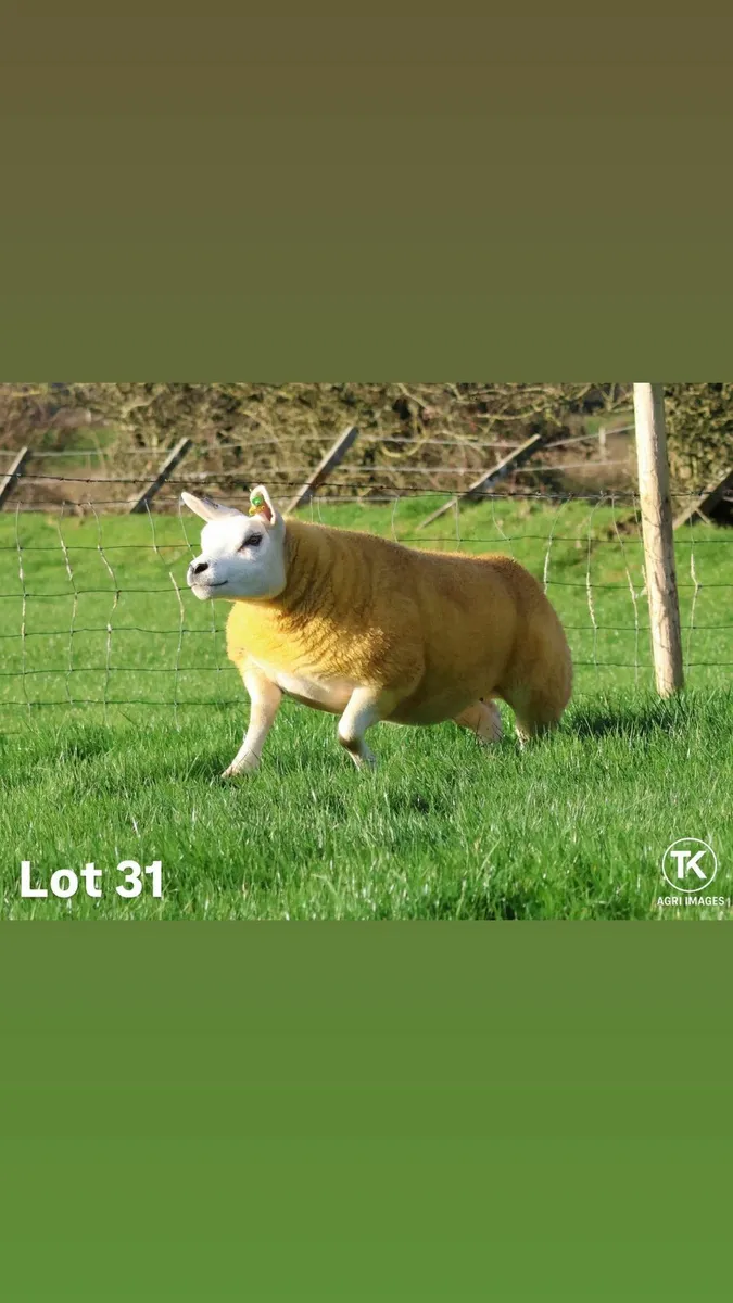 Pedigree Texel inlamb ewes - Image 4