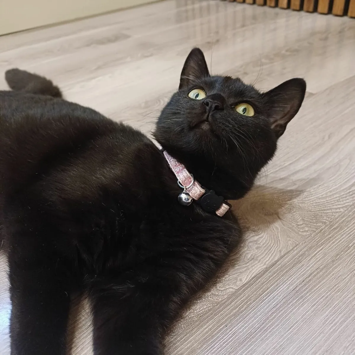 FREE Kitten to good home - Image 2