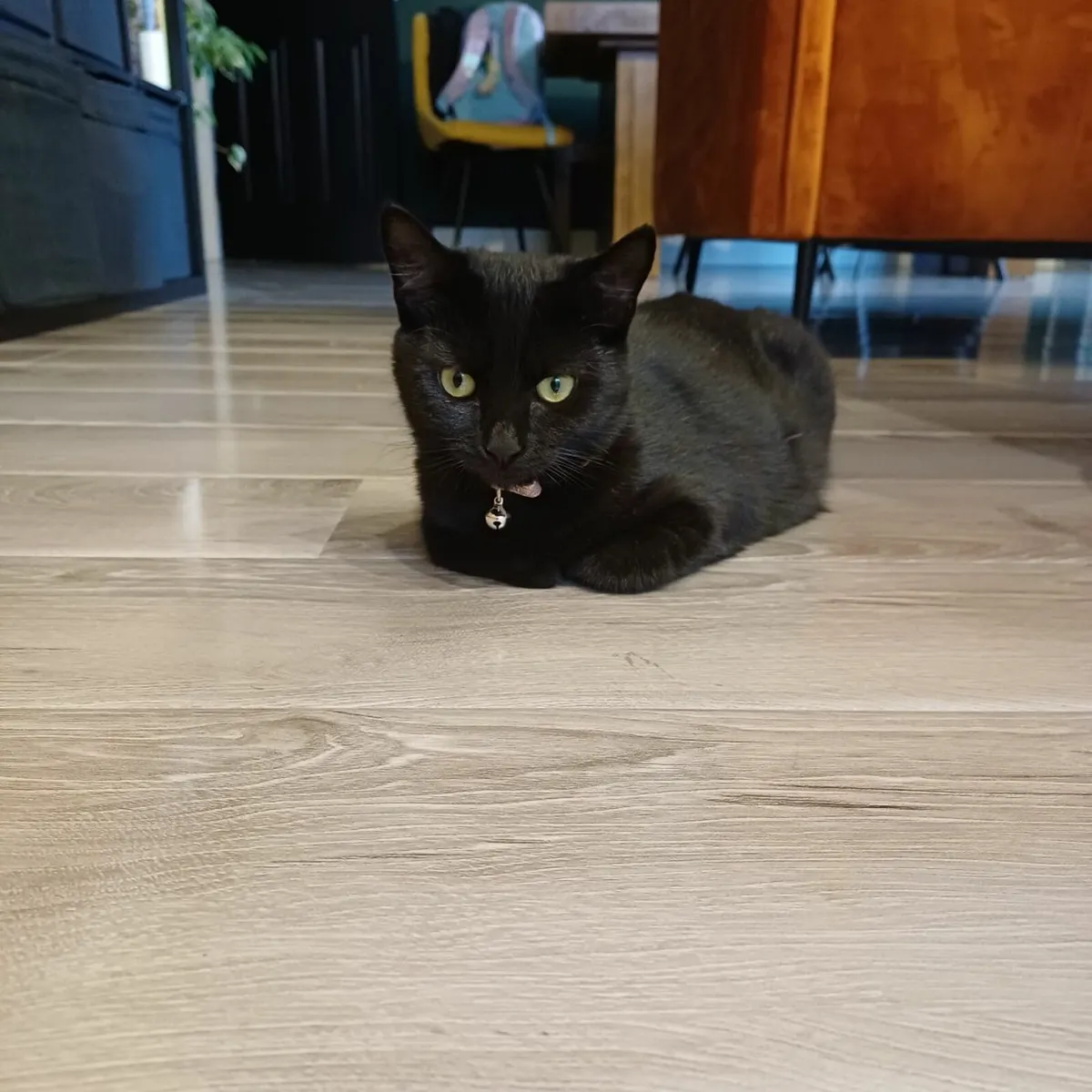 FREE Kitten to good home - Image 3