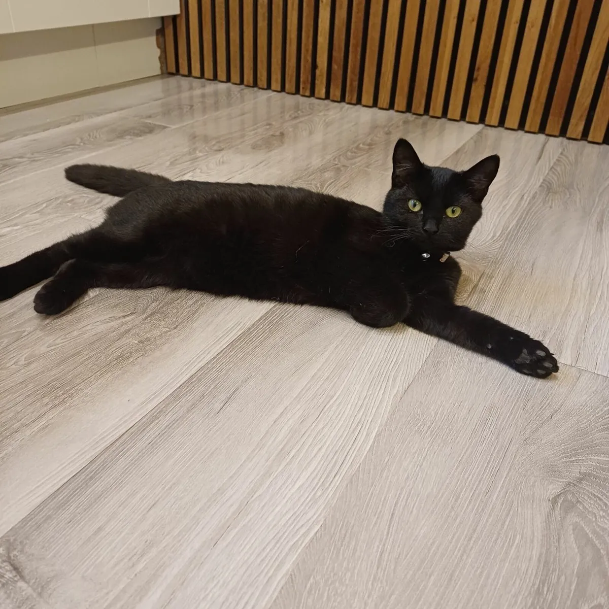 FREE Kitten to good home - Image 4