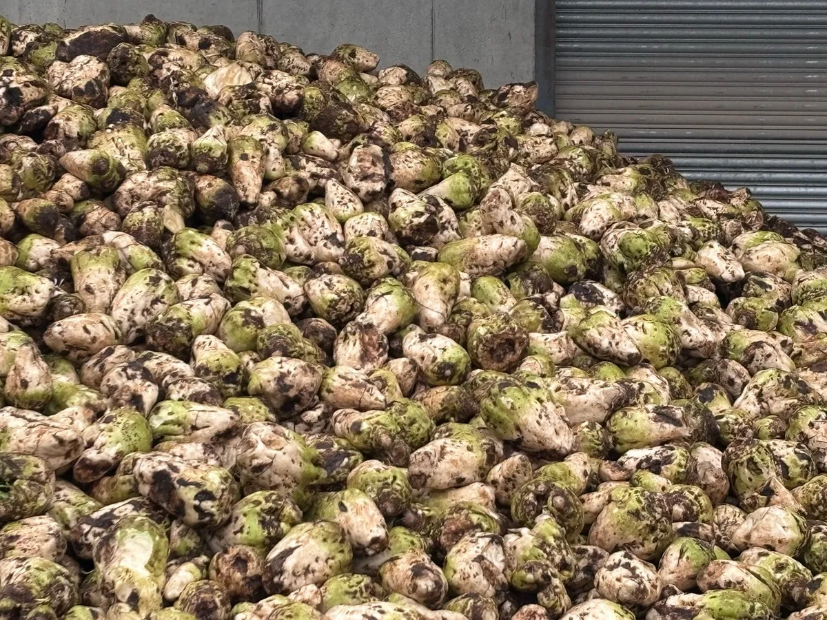 Fodder beet - Image 3