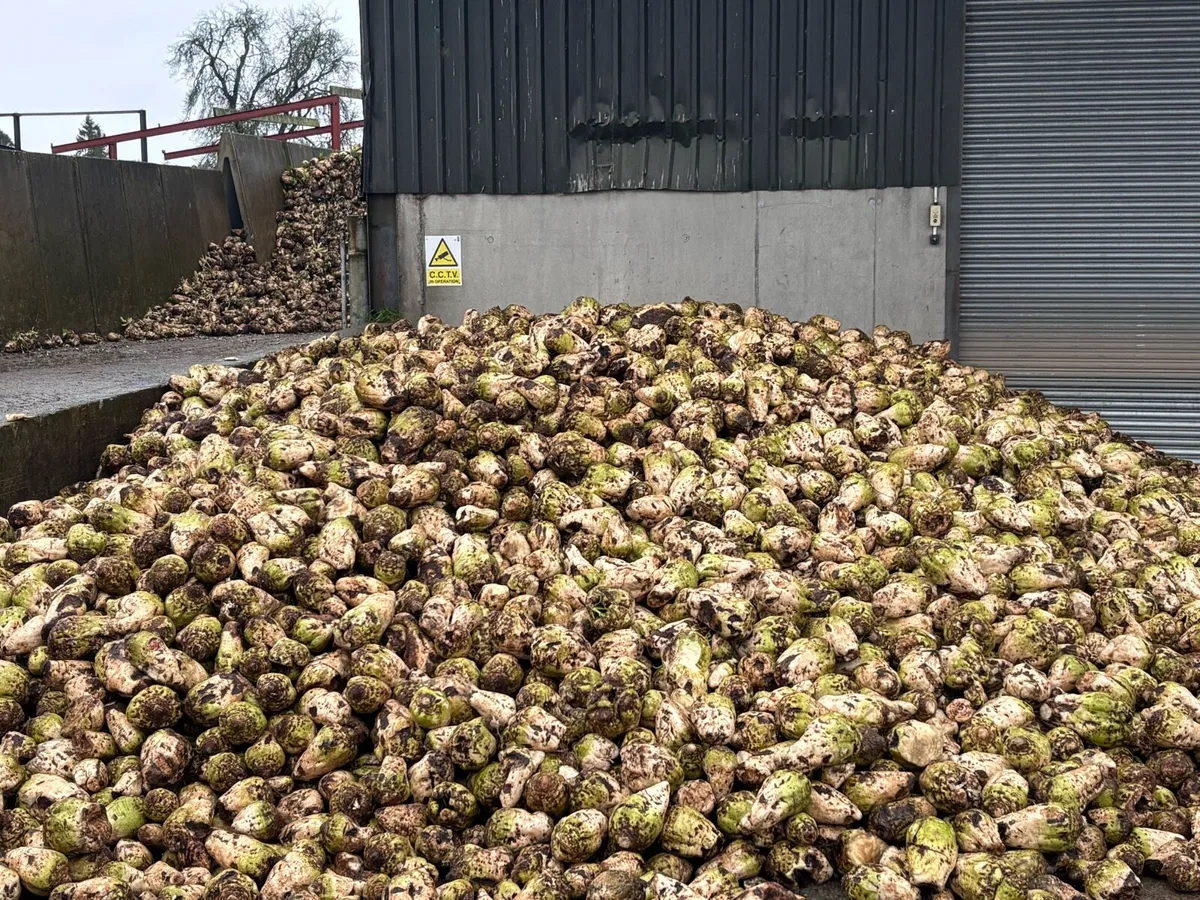 Fodder beet - Image 4