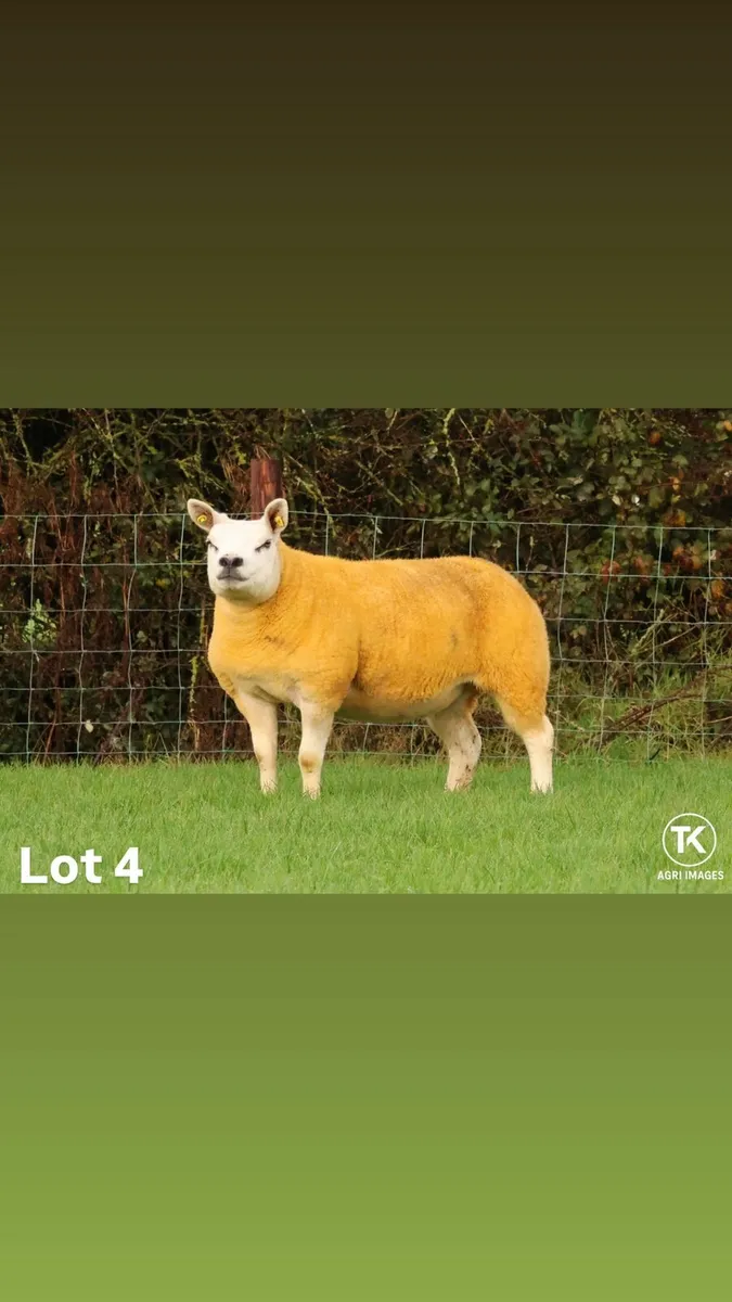 Pedigree Texel inlamb ewes - Image 1
