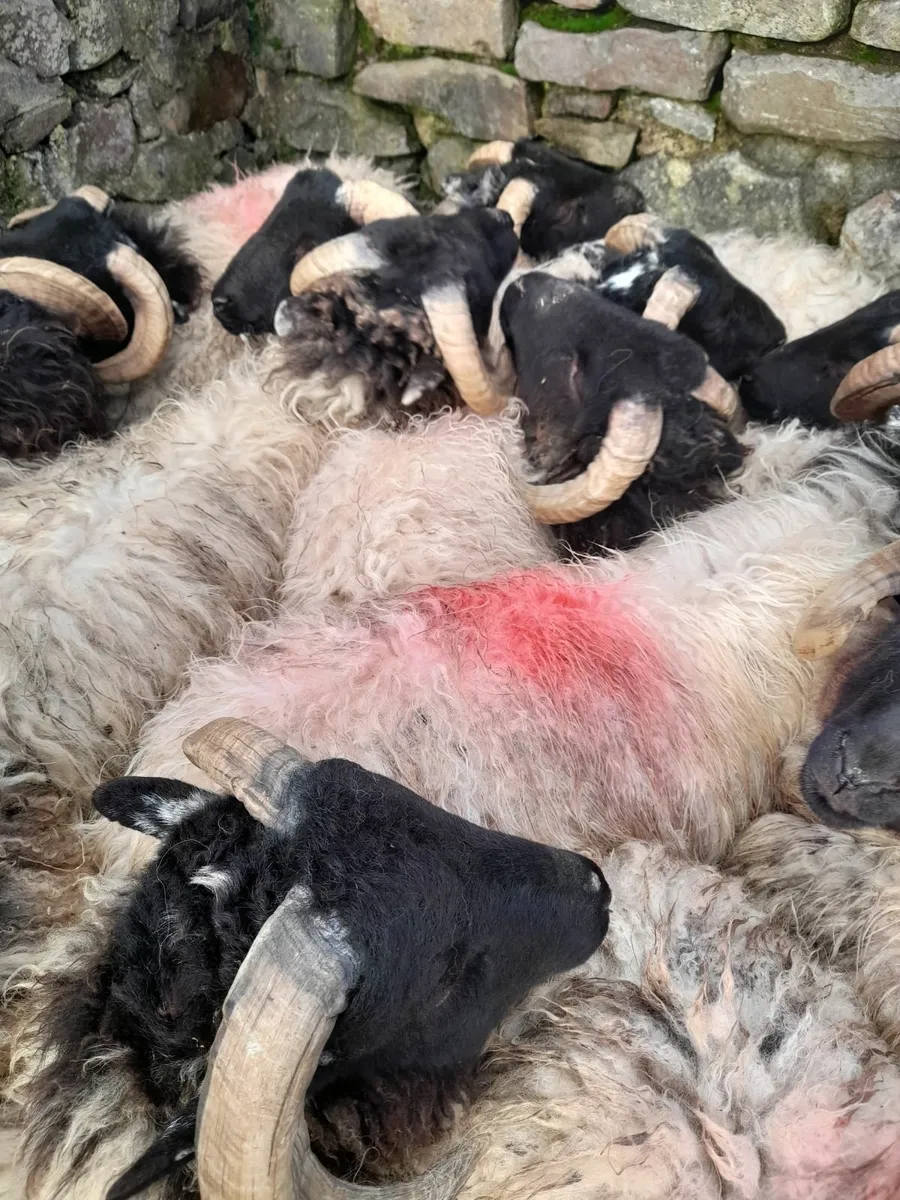 Ram lambs x 22 - Image 2