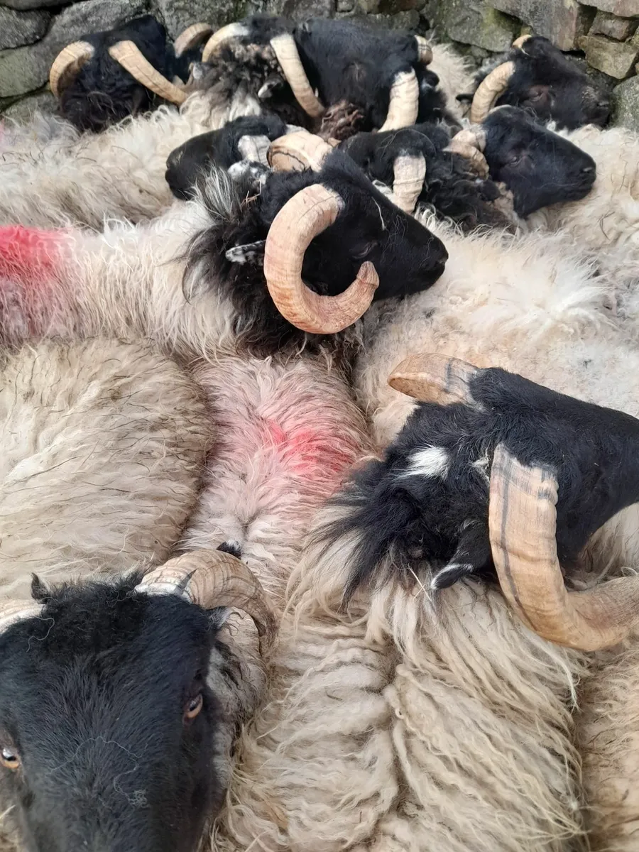 Ram lambs x 22 - Image 3