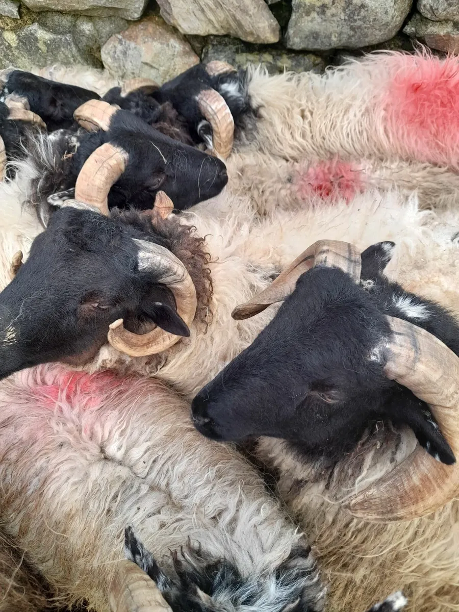 Ram lambs x 22 - Image 4