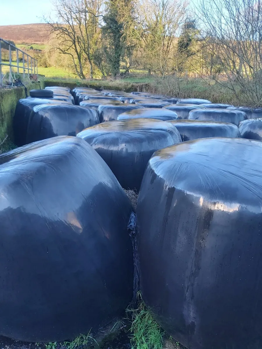 Silage. 58 Bales - Image 2