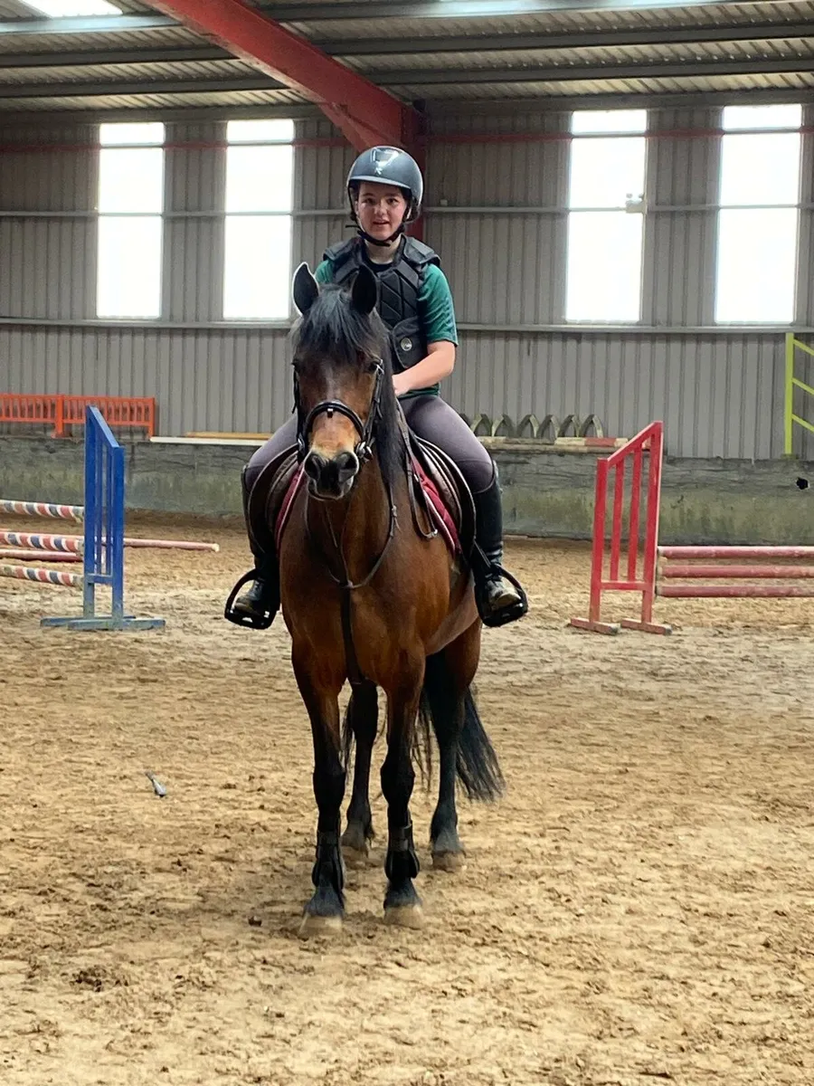 Connemara Pony - Image 1