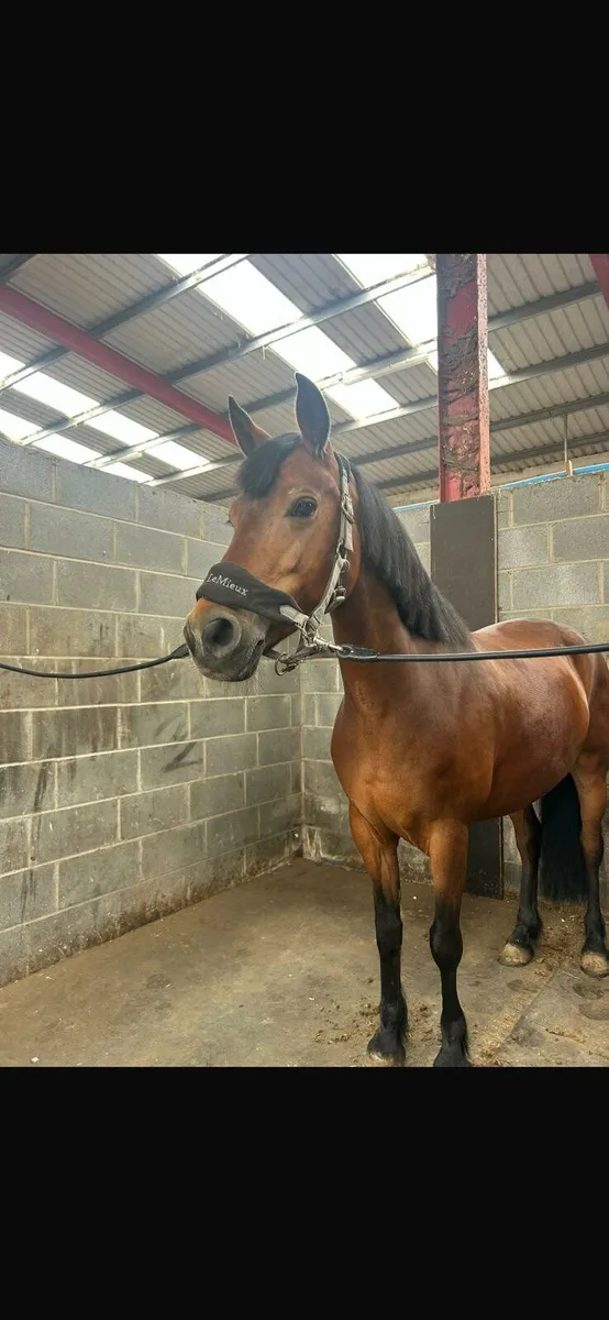 Connemara Pony - Image 2