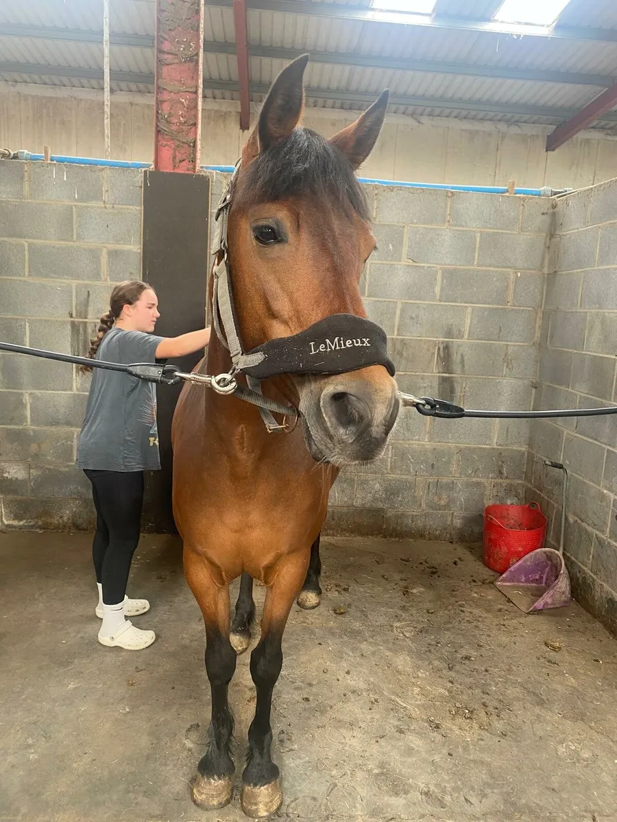 Connemara Pony - Image 3