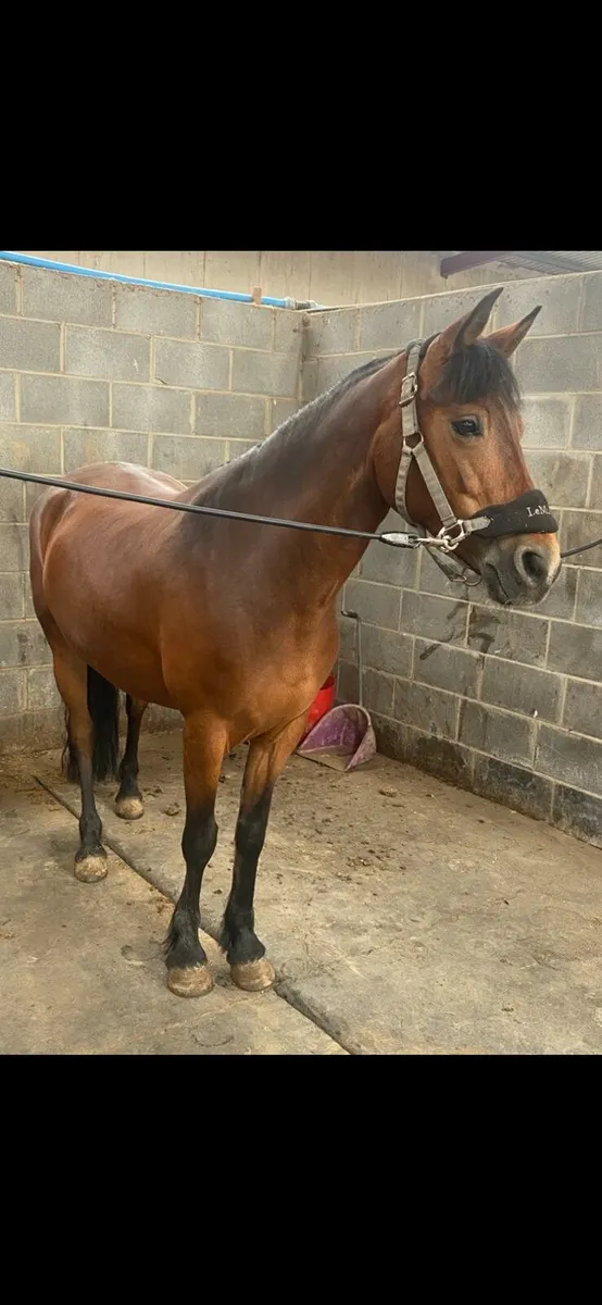 Connemara Pony - Image 4