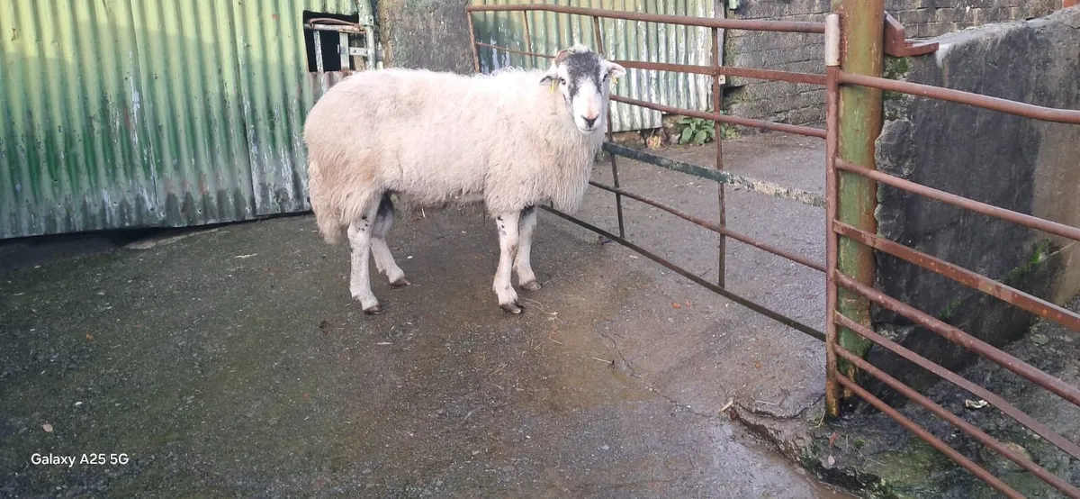 5 year old Swaledale ram - Image 1