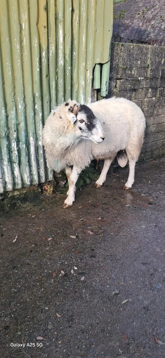 5 year old Swaledale ram - Image 2