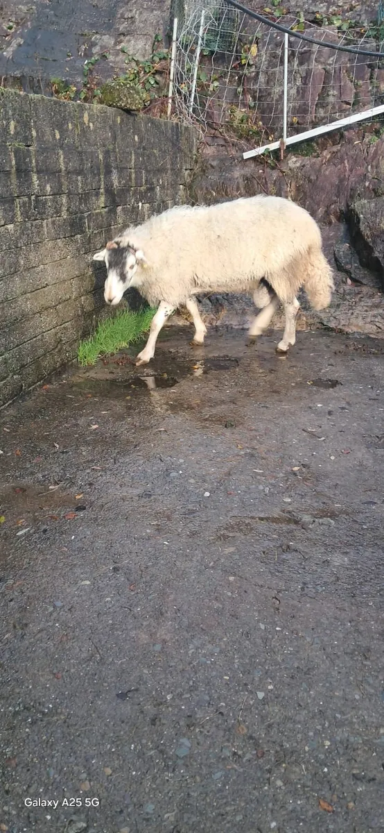 5 year old Swaledale ram - Image 3