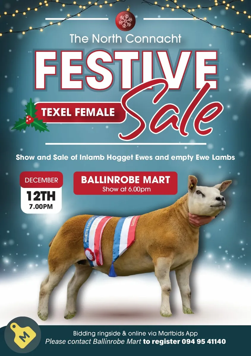 North Connacht Festive Texel Female Sale - Image 1